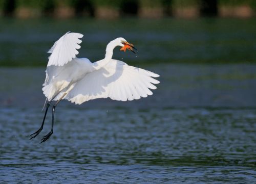 ：野鸭子在自然生态与国学文化中的双重意蕴