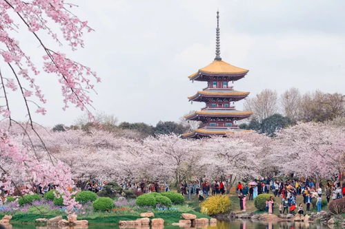 武汉三月72小时：当樱花“退场”，  我在这座城市撞见了真正的春天