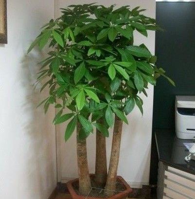 3.1 各宅向对应财政位置概览