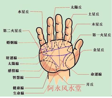 财运线的定义及其象征意义