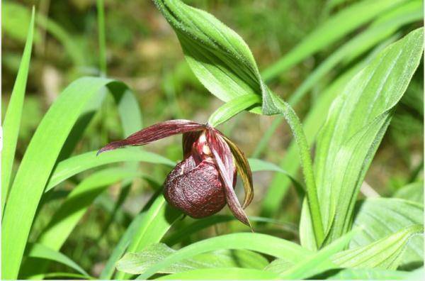 普陀鹅耳枥（Pseudocarpus zhuotongensis)