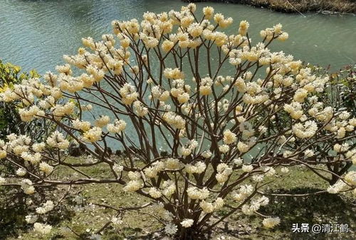 结香树图片大全中，这种树具有辟邪功效吗？吉凶如何？