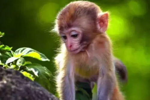 1968年属猴女性在2026年的运势如何？