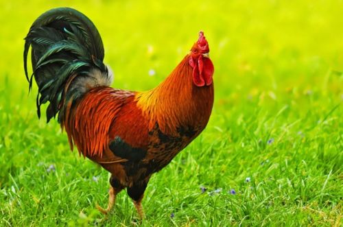 属鸡人养鸟如何化解养鸟的吉凶影响？七十岁以上老人养鸟需要注意哪些问题？