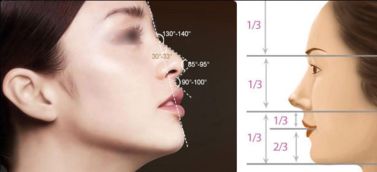 第一章：右鼻翼隆起的形态学特征分析