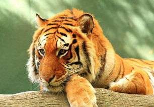 2010年属虎的生肖是木命还是金命，这两种命理分别代表什么含义？