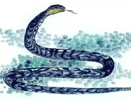 属蛇人2026年犯太岁，有哪些宜忌事项需要注意？