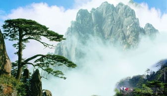 黄山作为中国的旅游胜地之一