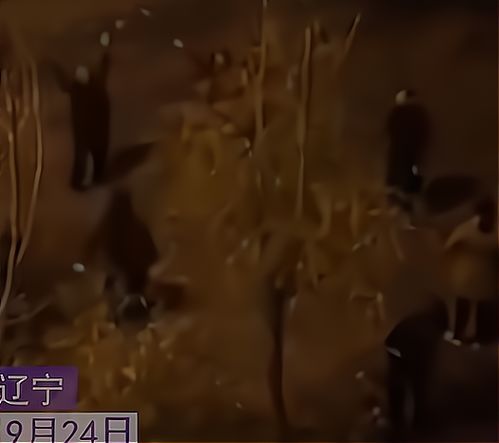 神秘女人的出现