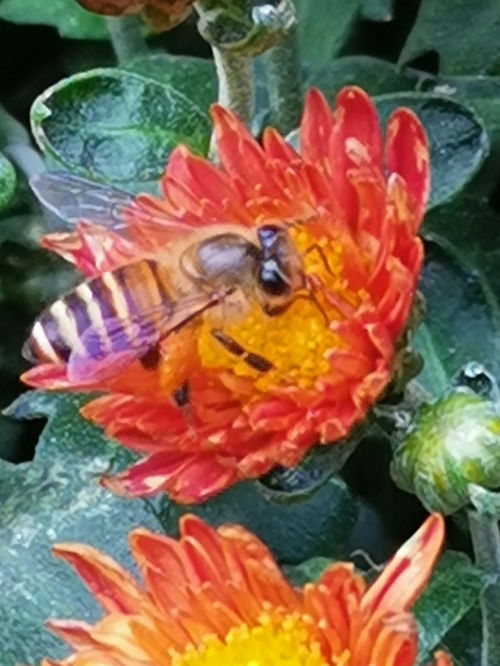 属猪今日运势和黄历查询具体内容是什么？