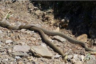 梦见两条蛇紧紧缠绕在一起，这究竟预示着什么含义呢？