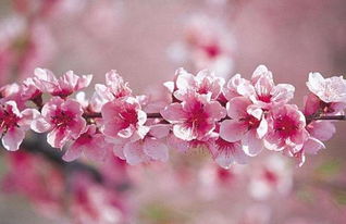 女命八字偏官多，是不是意味着桃花特别旺呢？