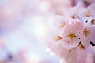 2017年十二生肖桃花运与2016年相比有何变化？