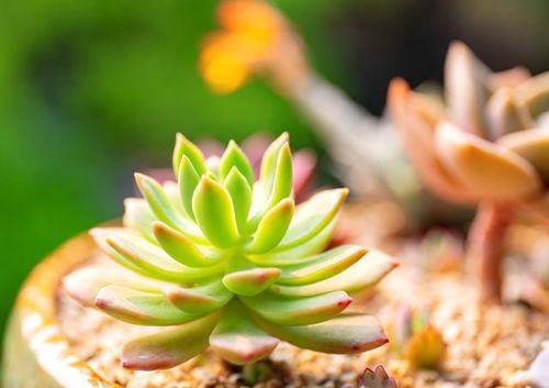 十月属什么生肖？蛇与羊分别有何寓意？