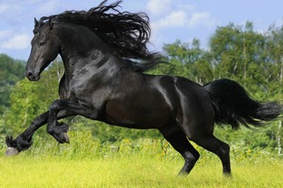 属马人最适合与哪个生肖配对？寻找对象时这个生肖意味着什么？