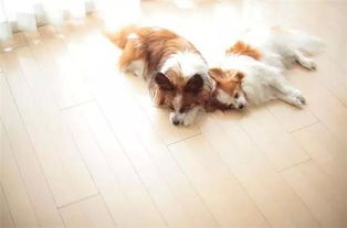 家里养的宠物对风水有影响吗？