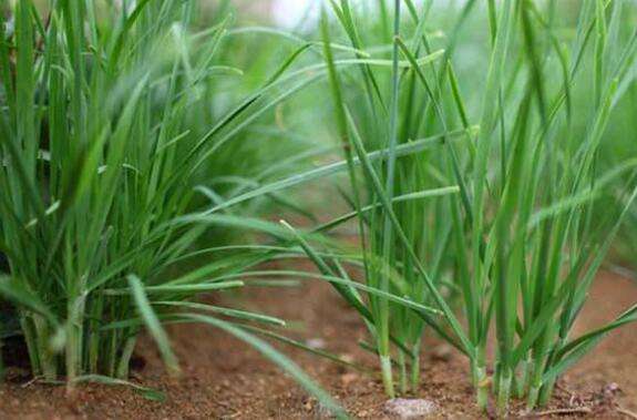 韭菜惊魂夜：一场荒诞不经的梦境大冒险