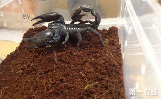 家里养蝎子对风水有何影响或作用？