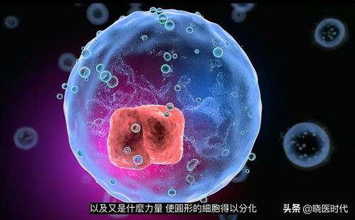 二、 生肖星座与二月十一运势变化波动之关联性探究
