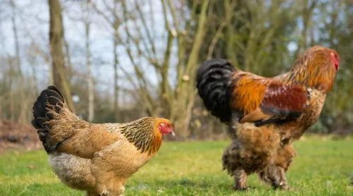 2026年属鸡人将遭遇哪些灾难？2025年下半年属鸡人会有血光之灾吗？