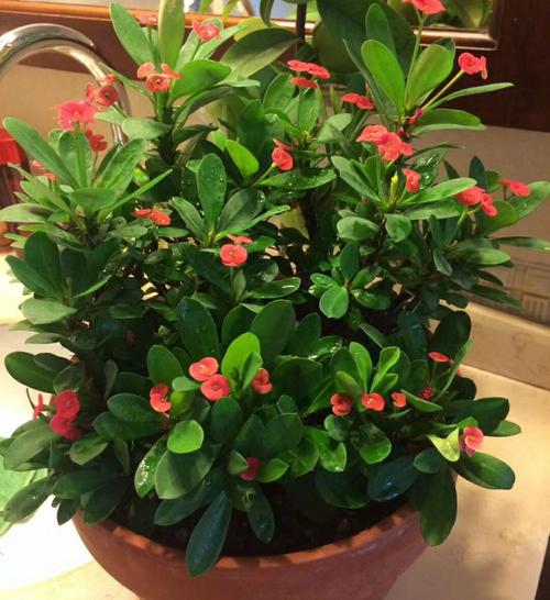 卧室摆放的考量：静谧环境下的潜在冲突