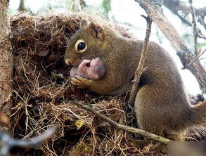 铁证如山，这生肖动物究竟会是哪一位？