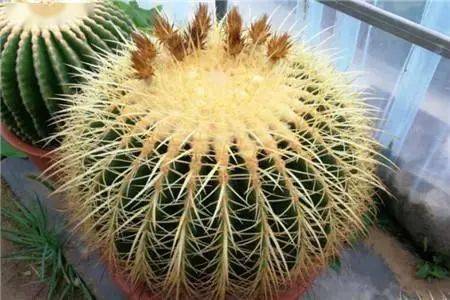 婚庆仪式中的象征：红红火火与美满幸福