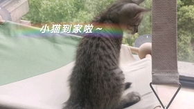 现象的客观描写