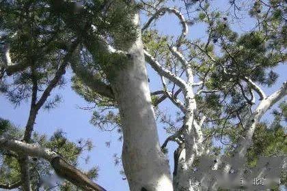 2. 带有负面幽灵传说者