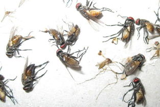 梦见成群苍蝇聚集意味着什么？周公解梦里说梦到苍蝇成群有什么特殊含义？