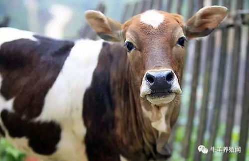 2026年属牛人不宜去哪些方位？2025年属牛人最佳方位又在哪里？