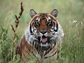 1974年出生属虎女性今天运势吉凶如何？