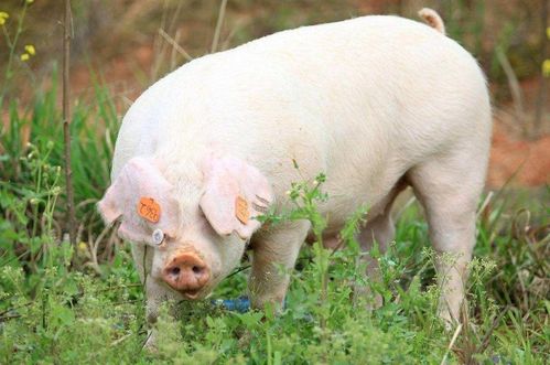 95年属猪的人感情状况如何，他们的感情现状是怎样的？