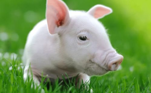 四、 财运运势：投资机遇与风险管控