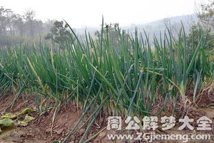 ：梦境解析的文化意蕴