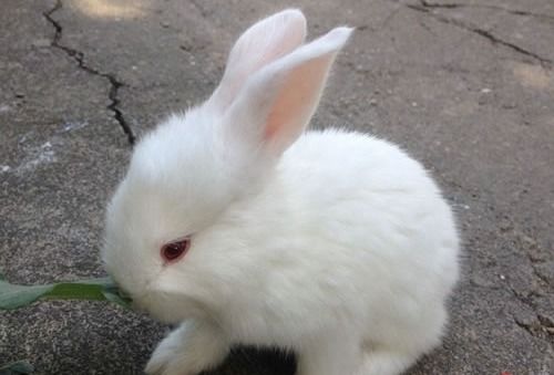 属鼠和属兔结婚的明星有哪些？他们的婚姻合适吗？