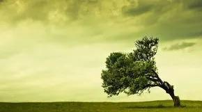 羊（宽容大度型）