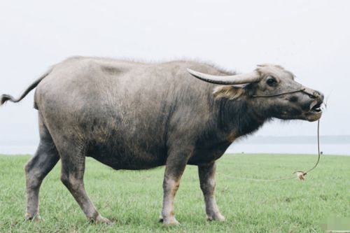 2026年属牛人的健康状况和96年属牛人在2026年的运势分别如何？