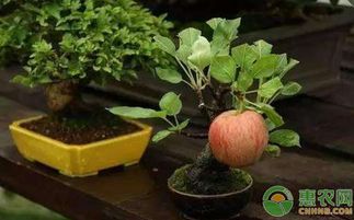 四、 蕞佳方位：东方与南方的五行归属分析