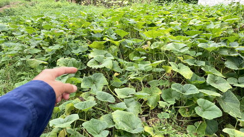 病虫害防治：保障丰收的关键环节