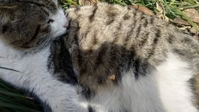 家里摆放小猫风水如何，适合我家吗？