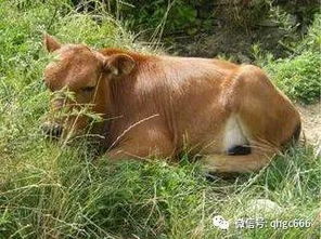 盗和贼分别指代哪个生肖和动物？