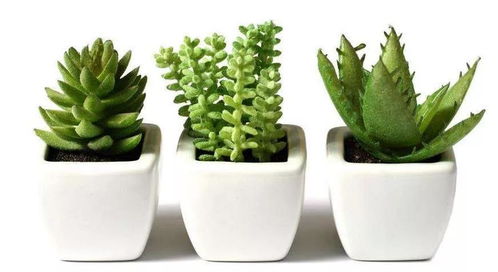 9. 仙人掌（Cactaceae spp.）