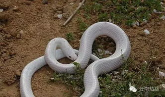 白蛇的传说中，那神秘的蛇身背后究竟蕴含着怎样的寓意和象征意义？