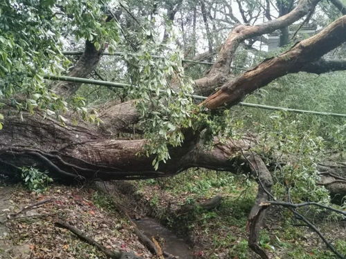 讨论：从传统寓意到现代实践的转化路径