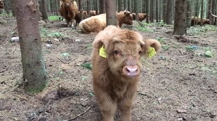 生肖与风水：摄影创作的文化底蕴