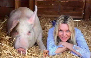 属猪的朋友要注意了