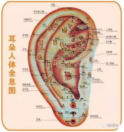 2. 耳朵形态与肾精充盈程度的关联