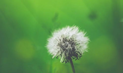 生机勃勃的生肖是哪个？