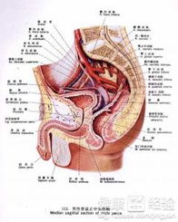 八字男娶妓女，生殖系统在何柱？